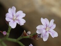 Limonium minutum 4, Saxifraga-Rutger Barendse