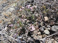 Limonium pectinatum 2, Saxifraga-Rutger Barendsesan