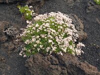 Limonium pectinatum 4, Saxifraga-Hans Grotenhuis