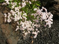 Limonium pectinatum 5, Saxifraga-Hans Grotenhuis