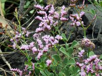 Limonium pectinatum 6, Saxifraga-Hans Grotenhuis