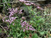 Limonium pectinatum 7, Saxifraga-Hans Grotenhuis