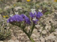Limonium sinuatum 10, Saxifraga-Jan van der Straaten