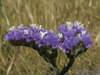 Limonium sinuatum 12, Saxifraga-Jan van der Straaten
