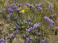 Limonium sinuatum 14, Saxifraga-Jan van der Straaten