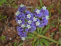 Limonium sinuatum 15, Saxifraga-Jeroen Willemsen