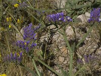 Limonium sinuatum 16, Saxifraga-Willem van Kruijsbergen