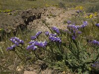 Limonium sinuatum 17, Saxifraga-Jan van der Straaten
