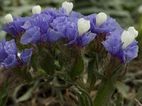 Limonium sinuatum 18, Saxifraga-Jan van der Straaten
