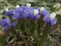 Limonium sinuatum 19, Saxifraga-Jan van der Straaten
