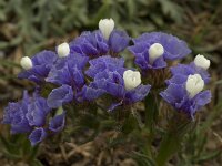 Limonium sinuatum 20, Saxifraga-Willem van Kruijsbergen