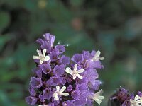 Limonium sinuatum 21, Saxifraga-Jan van der Straaten