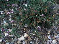 Limonium sinuatum 22, Saxifraga-Jan van der Straaten