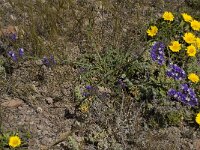 Limonium sinuatum 3, Saxifraga-Willem van Kruijsbergen