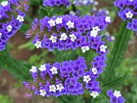 Limonium sinuatum 4, Saxifraga-Jeroen Willemsen