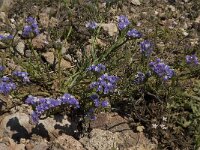 Limonium sinuatum 9, Saxifraga-Willem van Kruijsbergen