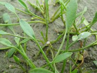 Limosella aquatica 1, Slijkbloem, Saxifraga-Rutger Barendse