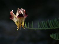 Linaria aeruginea 1, Saxifraga-Dirk Hilbers