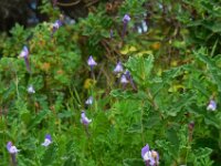Linaria algarviana 10, Saxifraga-Ed Stikvoort