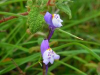 Linaria algarviana 18, Saxifraga-Ed Stikvoort