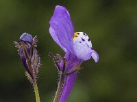 Linaria algarviana 3, Saxifraga-Willem van Kruijsbergen