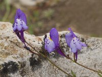 Linaria algarviana 4, Saxifraga-Willem van Kruijsbergen