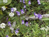 Linaria algarviana 5, Saxifraga-Willem van Kruijsbergen