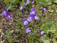 Linaria algarviana 6, Saxifraga-Willem van Kruijsbergen