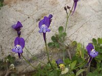 Linaria algarviana 7, Saxifraga-Willem van Kruijsbergen