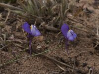 Linaria algarviana 8, Saxifraga-Willem van Kruijsbergen