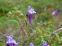 Linaria algarviana 9, Saxifraga-Ed Stikvoort