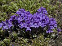 Linaria alpina 10, Saxifraga-Willem van Kruijsbergen
