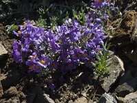 Linaria alpina 11, Saxifraga-Willem van Kruijsbergen