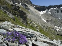 Linaria alpina 12, Saxifraga-Willem van Kruijsbergen