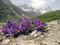Linaria alpina 13, Foto Fitis-Sytske Dijksen