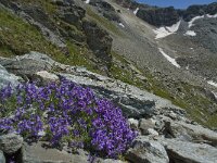 Linaria alpina 14, Saxifraga-Willem van Kruijsbergen