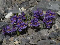 Linaria alpina 15, Saxifraga-Willem van Kruijsbergen