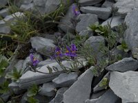 Linaria alpina 16, Saxifraga-Willem van Kruijsbergen