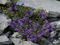 Linaria alpina 17, Saxifraga-Willem van Kruijsbergen