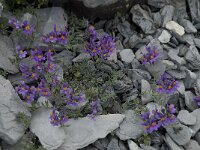 Linaria alpina 18, Saxifraga-Willem van Kruijsbergen