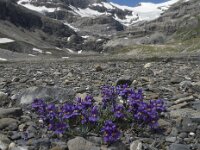 Linaria alpina 19, Saxifraga-Willem van Kruijsbergen