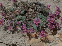 Linaria alpina 2, Saxifraga-Willem van Kruijsbergen