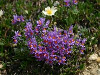Linaria alpina 26, Saxifraga-Dirk Hilbers