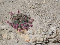 Linaria alpina 27, habitat, Saxifraga-Willem van Kruijsbergen
