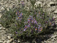 Linaria alpina 28, Saxifraga-Willem van Kruijsbergen