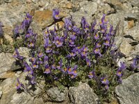 Linaria alpina 30, Saxifraga-Willem van Kruijsbergen