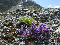 Linaria alpina 31, Saxifraga-Jeroen Willemsen