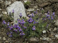 Linaria alpina 32, Saxifraga-Willem van Kruijsbergen