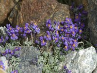 Linaria alpina 33, Saxifraga-Willem van Kruijsbergen
