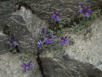 Linaria alpina 34, Saxifraga-Willem van Kruijsbergen